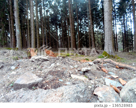 the forest after a storm 136528983