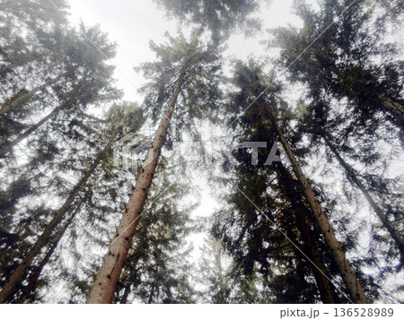 pine forest in the morning 136528989