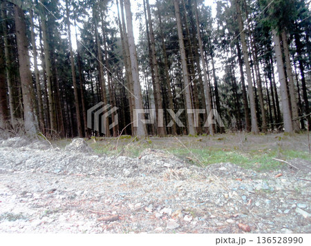 forest trail in the fall 136528990