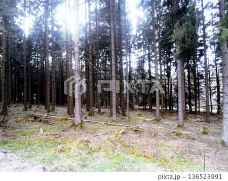 pine forest in the morning 136528991