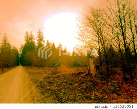 road in the forest road in the forest 136529051