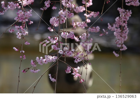 桜 2303 03 136529063