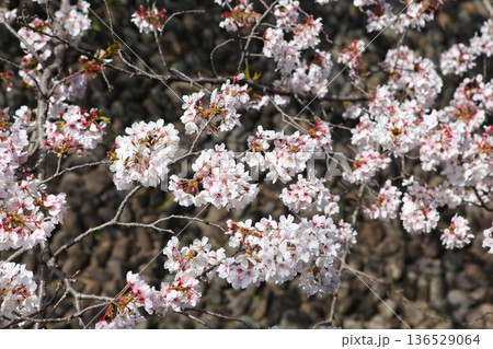 桜 2303 04 136529064