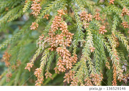 花粉症 スギ花粉 杉の花 花粉症 スギ花粉 杉の花 136529146