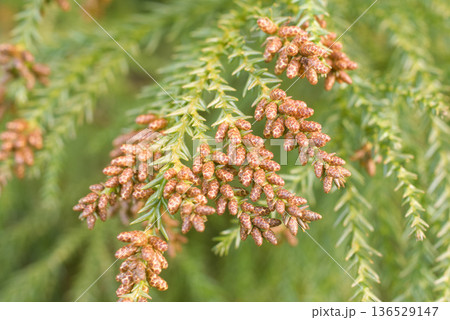花粉症　スギ花粉　杉の花 136529147