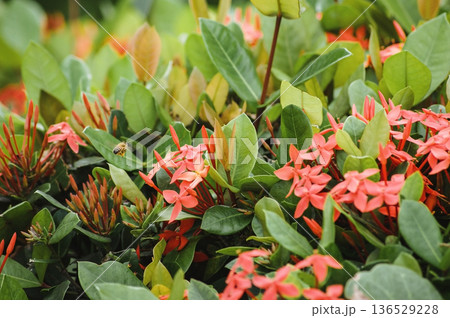 Bright coral ixora flowers with a flying bee among glossy green leaves. Tropical garden macro, vibrant nature background with copy space. Fresh, exotic, summer bloom concept 136529228