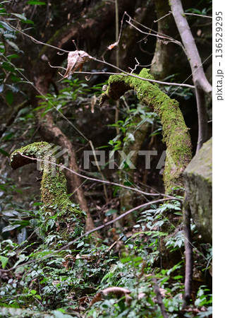 苔のついた木々 苔のついた木々 136529295