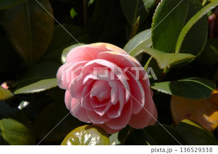 椿 2504 01 136529338