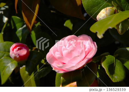 椿 2504 02 136529339