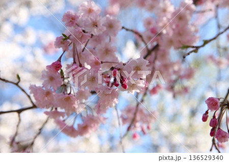 桜 2504 01 136529340