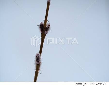 冷たい雨の降る2月に芽吹いた「コリヤナギ（行李柳）」 136529477