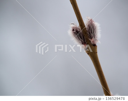 冷たい雨の降る2月に芽吹いた「コリヤナギ（行李柳）」 136529478