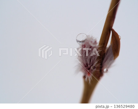 冷たい雨の降る2月に芽吹いた「コリヤナギ（行李柳）」 136529480