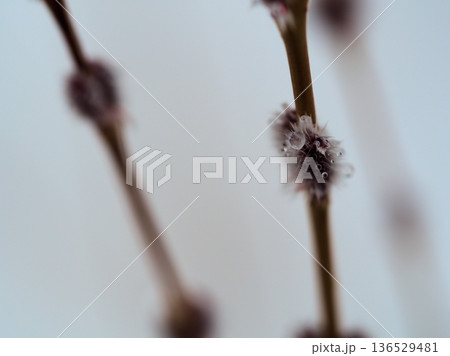冷たい雨の降る2月に芽吹いた「コリヤナギ(行李柳)」 冷たい雨の降る2月に芽吹いた「コリヤナギ(行李柳)」 136529481