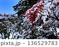 南天の赤い実と雪景色 136529783