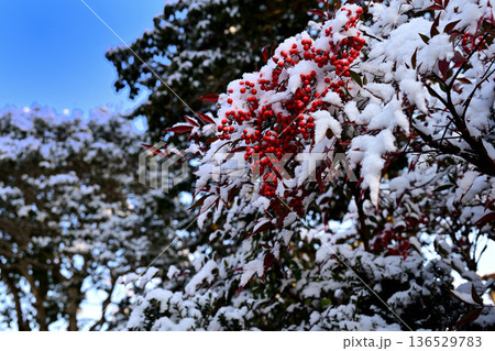 南天の赤い実と雪景色 南天の赤い実と雪景色 136529783