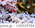 南天の赤い実と雪 136529784