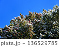 雪のクロガネモチ 136529785