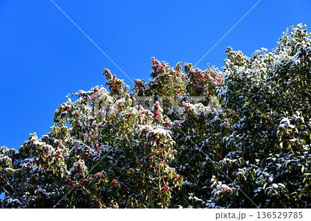 雪のクロガネモチ 136529785