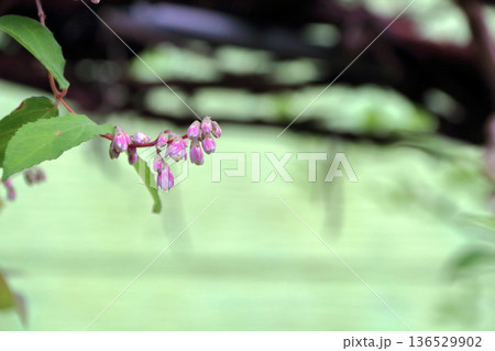 サラサウツギ八重咲きの更紗空木の花 136529902
