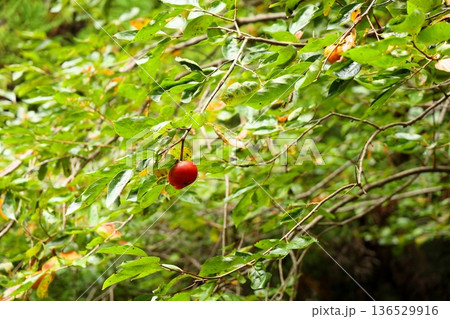 カキの実 136529916