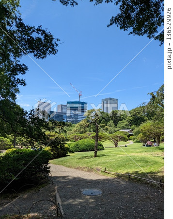 都心の高層ビル群を望む新緑の日本庭園と都会のオアシス 都心の高層ビル群を望む新緑の日本庭園と都会のオアシス 136529926