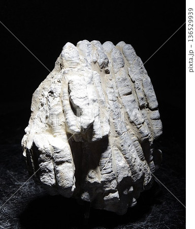 珊瑚化石 珊瑚化石 136529939