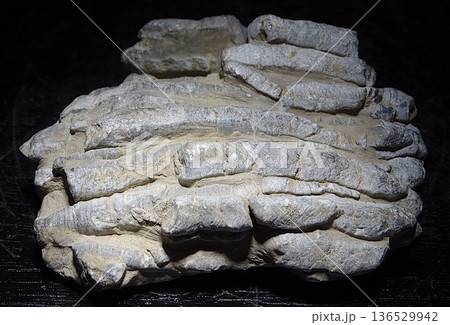 珊瑚化石 珊瑚化石 136529942