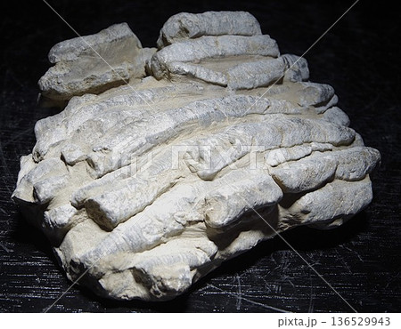 珊瑚化石 珊瑚化石 136529943