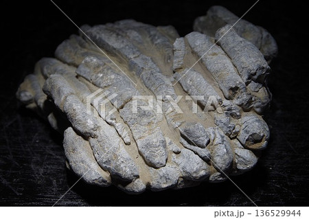 珊瑚化石 珊瑚化石 136529944