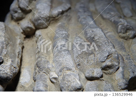 珊瑚化石 珊瑚化石 136529946