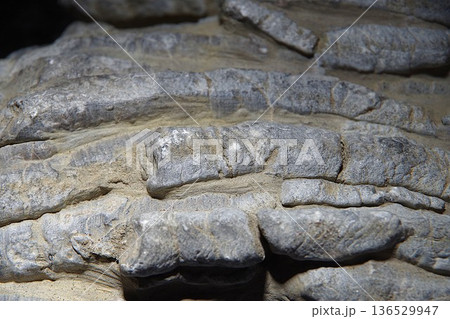 珊瑚化石 珊瑚化石 136529947