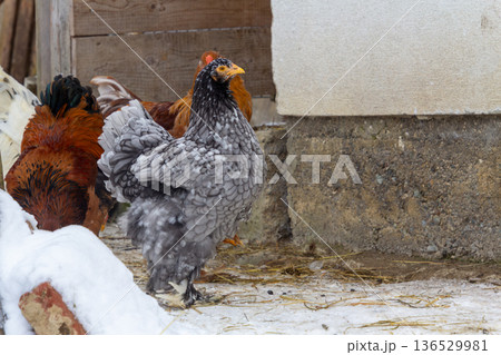 Single black Bramha chicken walking in the snow Single black Bramha chicken walking in the snow 136529981