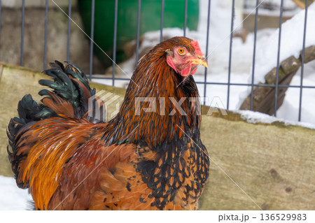 Brown Bramha rooster walking in the snow 136529983