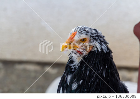 Single black Bramha chicken walking in the snow Single black Bramha chicken walking in the snow 136530009
