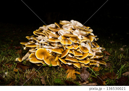 Close-up of a group of mushrooms in the forest Close-up of a group of mushrooms in the forest 136530021