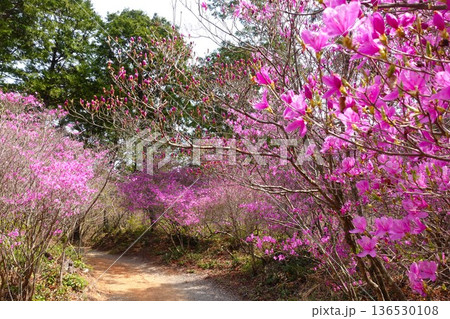 ミツバツツジ　豊川市 136530108