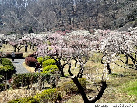 早春の東京都町田市に有る薬師池公園の満開の梅林 早春の東京都町田市に有る薬師池公園の満開の梅林 136530170