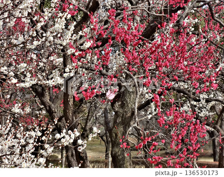 東京都府中市浅間町に有る府中の森公演の梅林で紅梅白梅満開 136530173