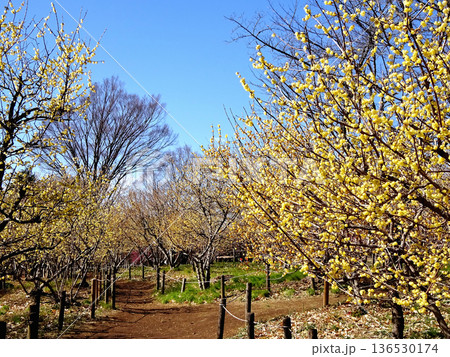 東京都府中市浅間町に有る府中の森公園内の梅林に咲くロウバイの小径 136530174