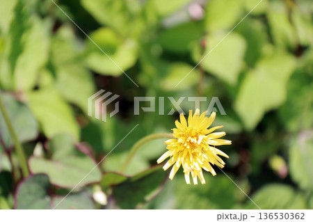 タンポポ花キク科タンポポ属多年生 136530362