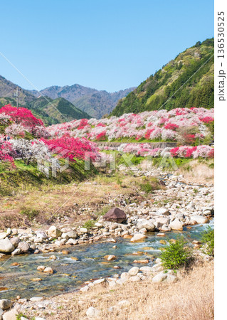 花桃の里 136530525