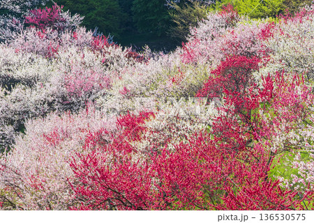 花桃（花桃の里にて） 136530575