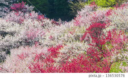 花桃（花桃の里にて） 136530576