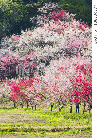 花桃(花桃の里にて) 花桃(花桃の里にて) 136530577