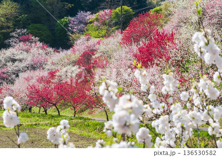 花桃（花桃の里にて） 136530582