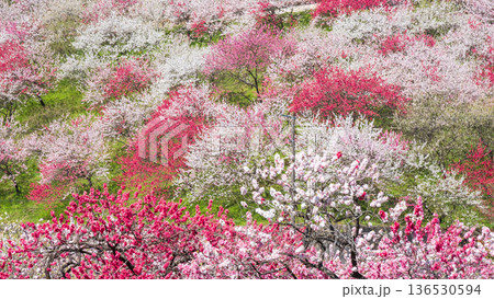 花桃(花桃の里にて) 花桃(花桃の里にて) 136530594