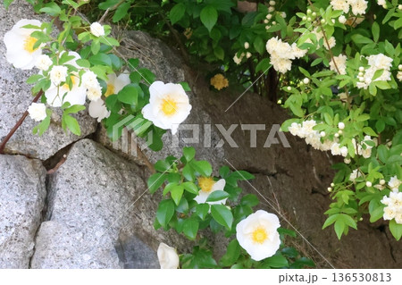 白いモッコウバラ 136530813