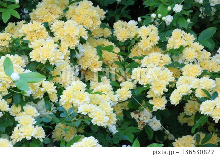 黄色いモッコウバラの花 136530827