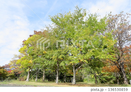 秋の公園　色づく木々 136530859